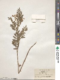 Hedysarum vicioides subsp. japonicum image