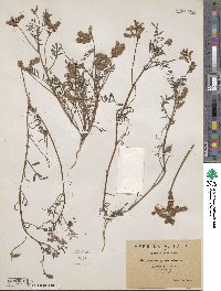 Hedysarum spinosissimum image