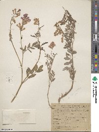 Hedysarum boreale subsp. boreale image