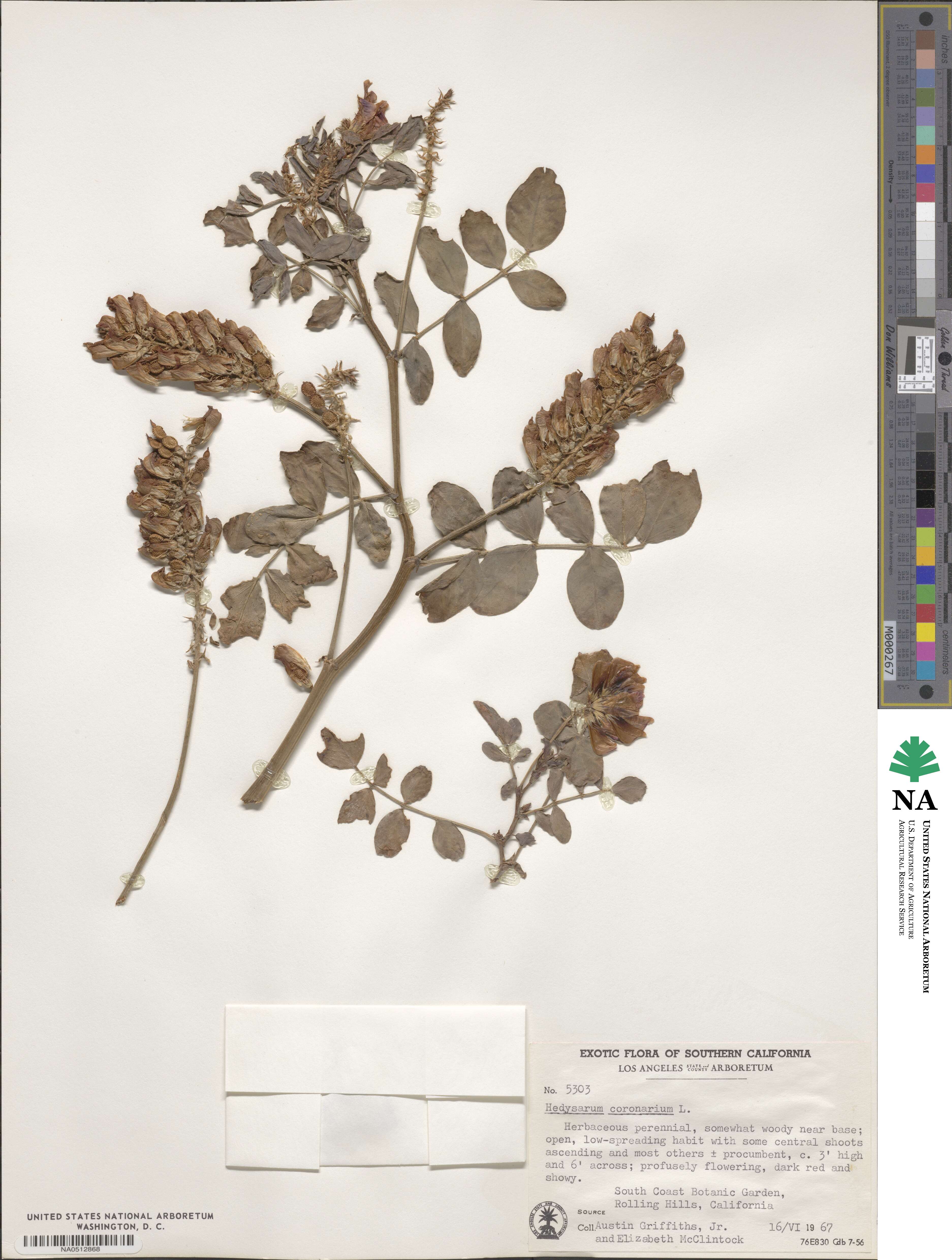 Sulla coronaria image