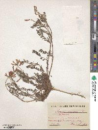 Hedysarum spinosissimum image