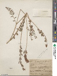 Hedysarum spinosissimum image