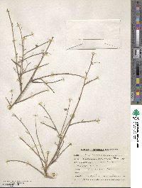 Image of Taverniera cuneifolia