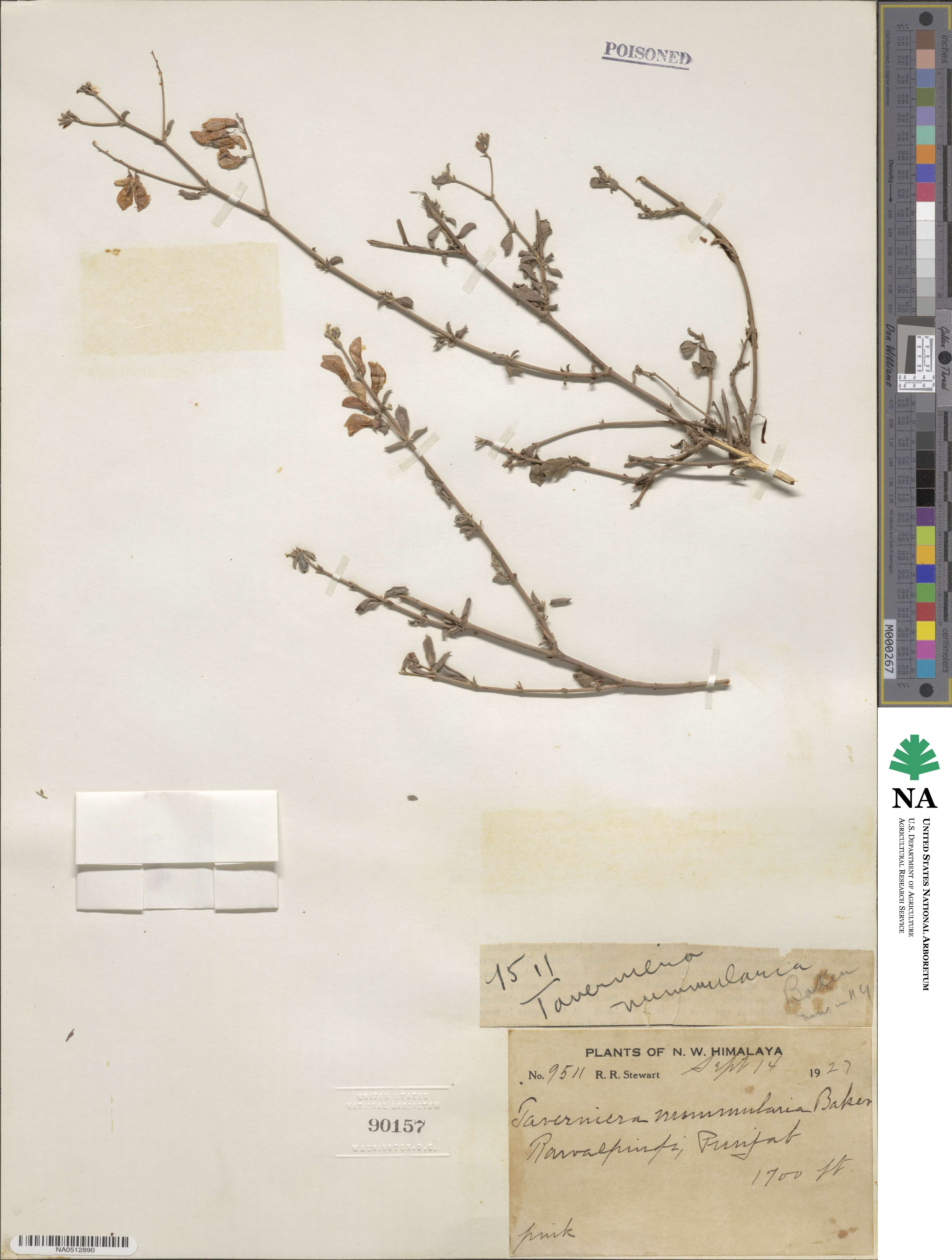 Taverniera nummularia image