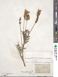 Onobrychis viciifolia image