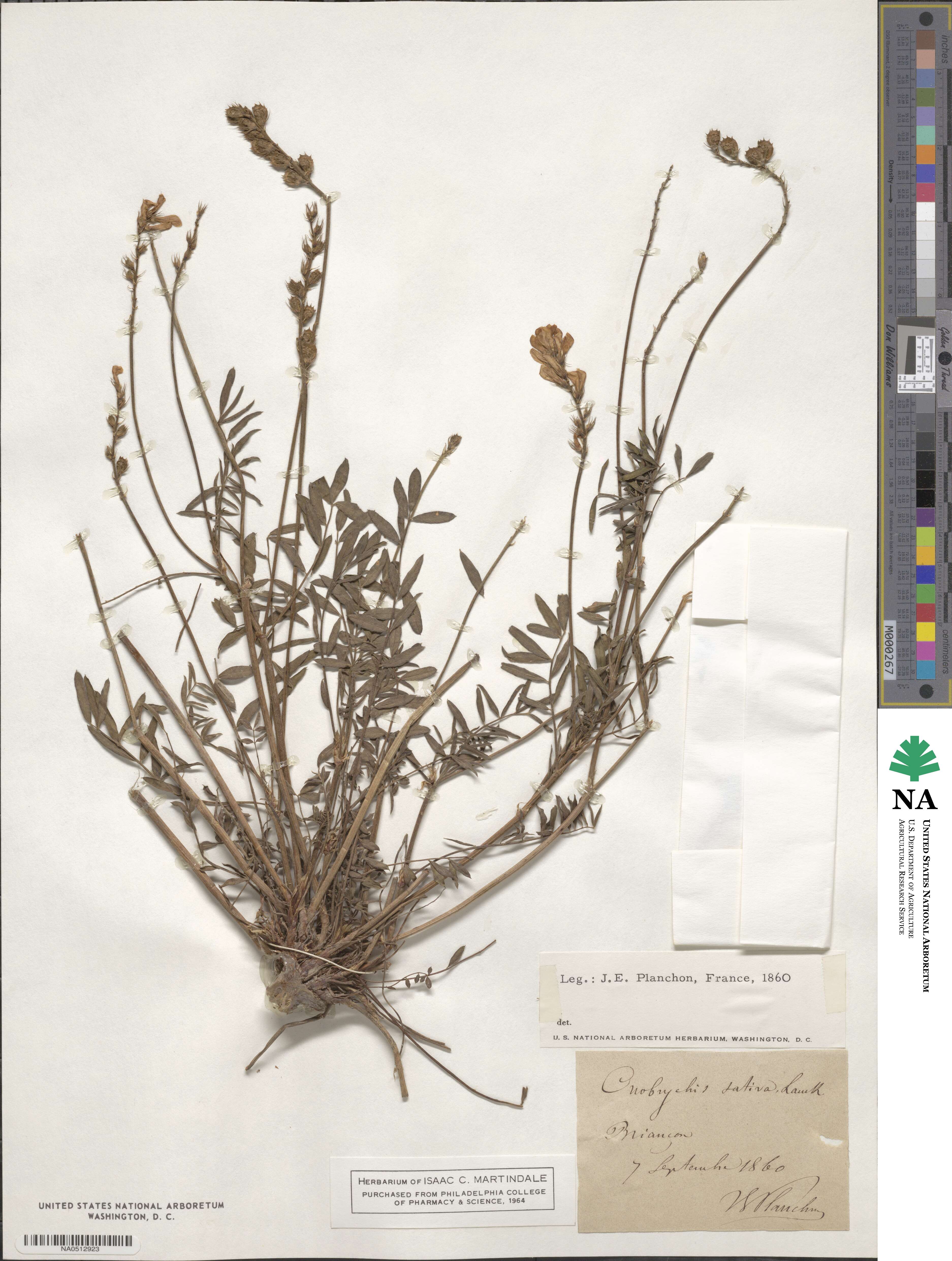 Onobrychis viciifolia image