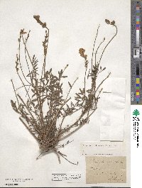 Onobrychis viciifolia image