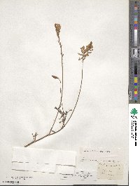 Onobrychis viciifolia image