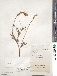 Onobrychis viciifolia image