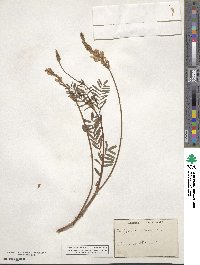 Onobrychis viciifolia image