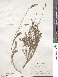 Onobrychis arenaria subsp. arenaria image