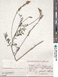 Onobrychis viciifolia image