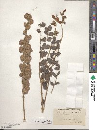 Image of Onobrychis galegifolia