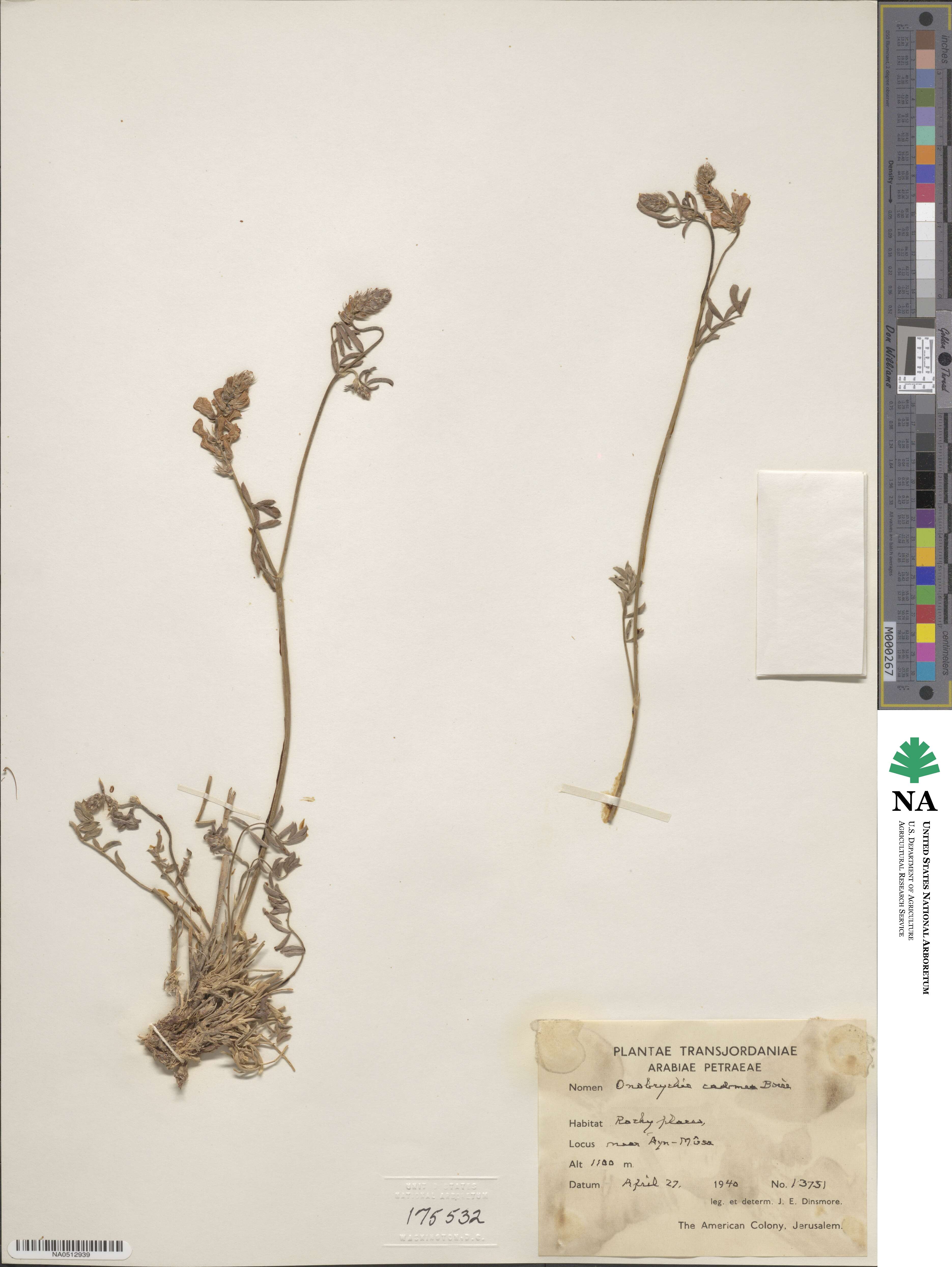 Onobrychis montana subsp. cadmea image