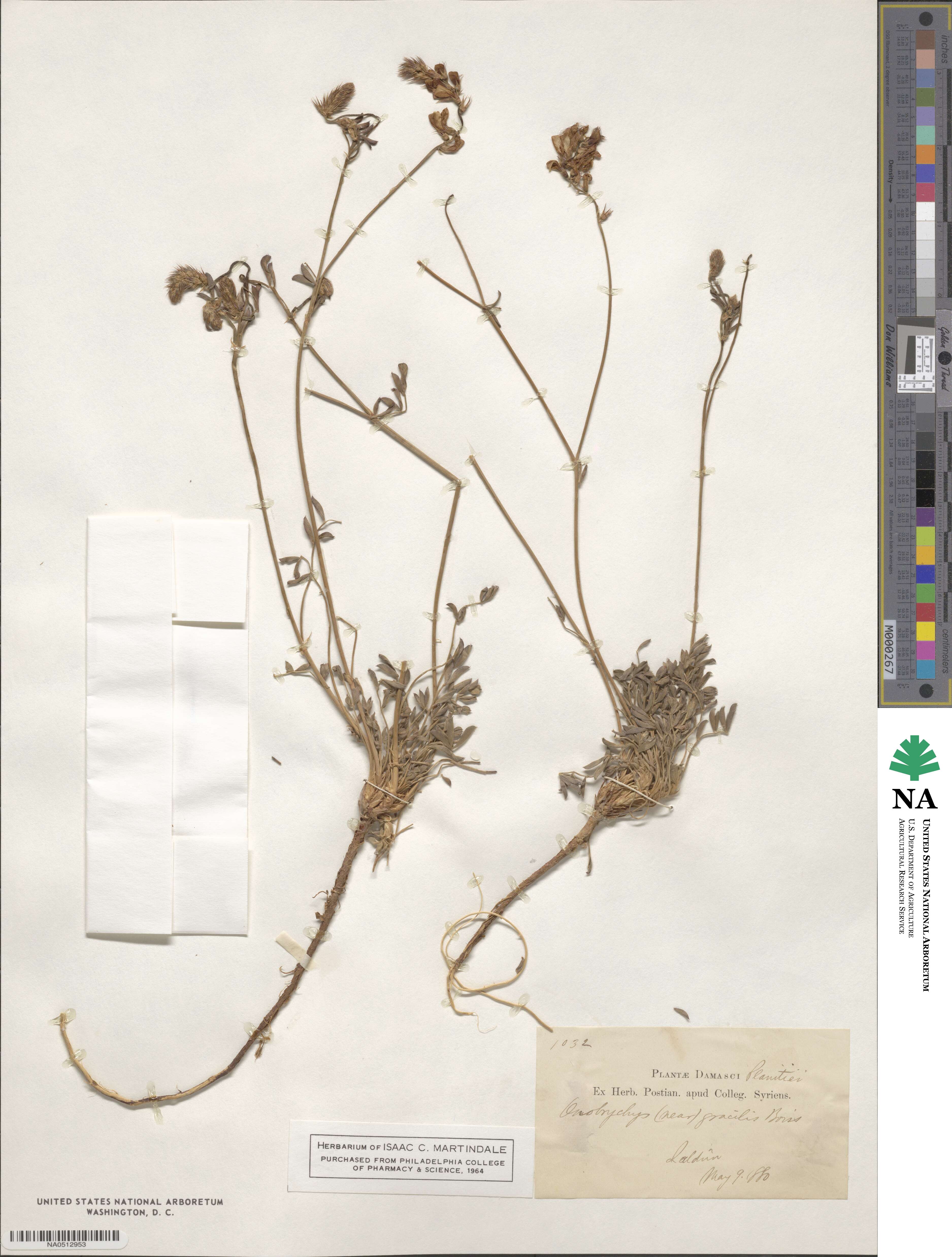 Onobrychis gracilis image