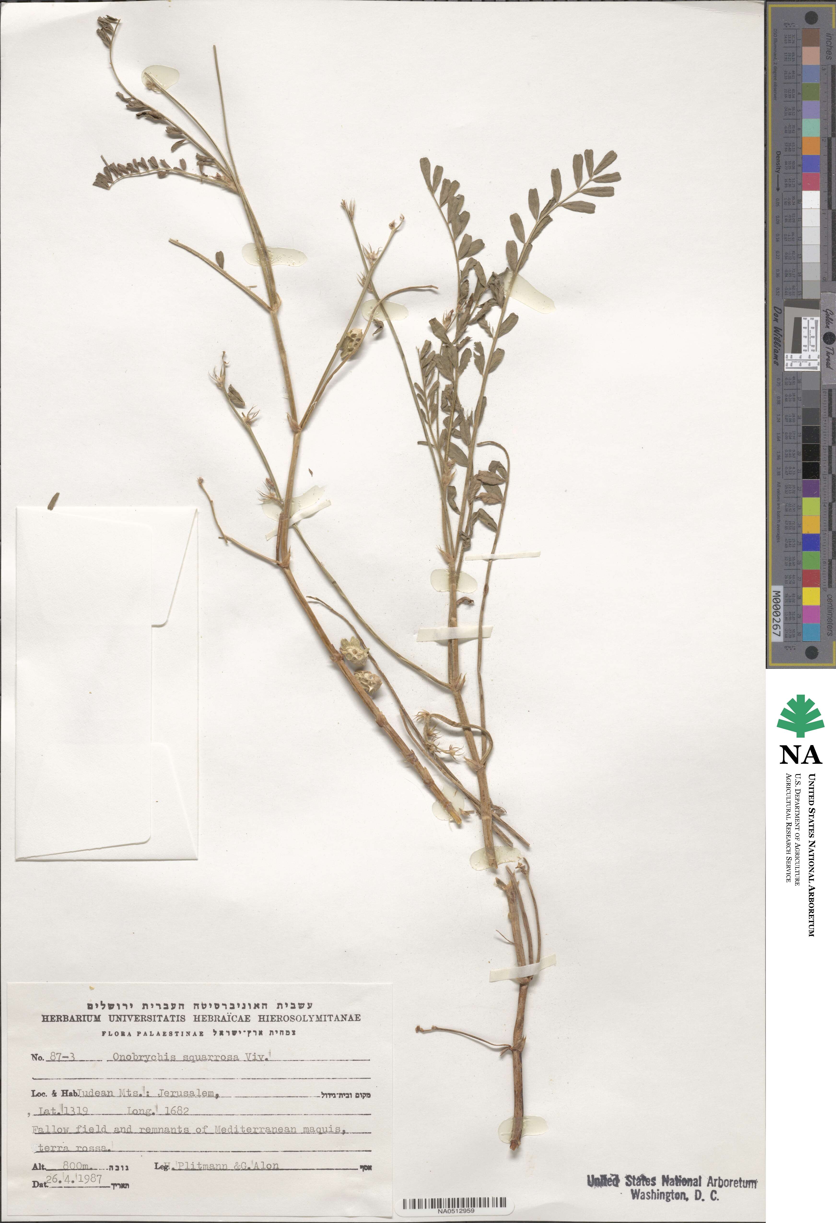 Onobrychis squarrosa image