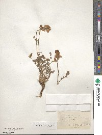 Onobrychis viciifolia image