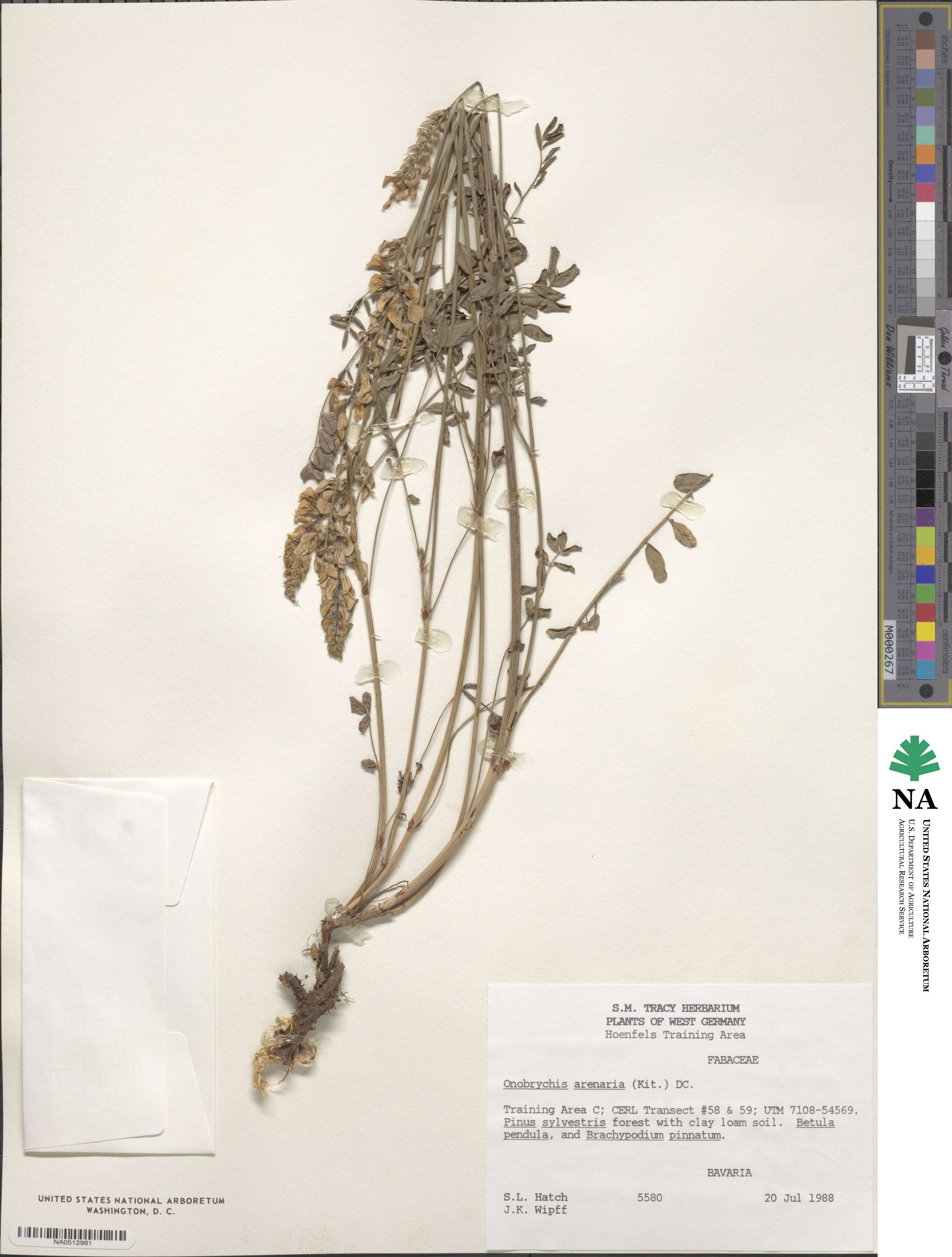 Onobrychis arenaria image