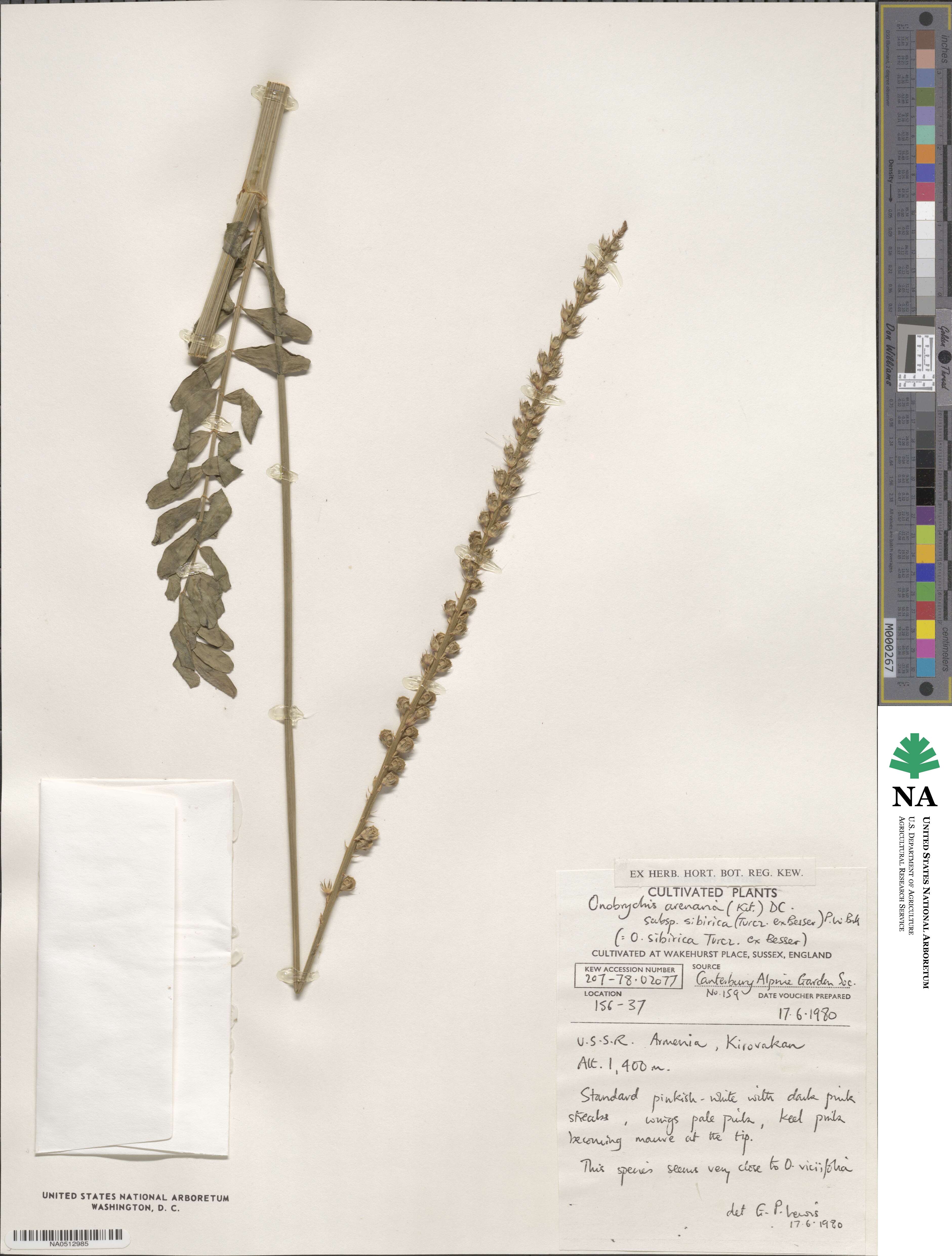 Onobrychis arenaria subsp. sibirica image