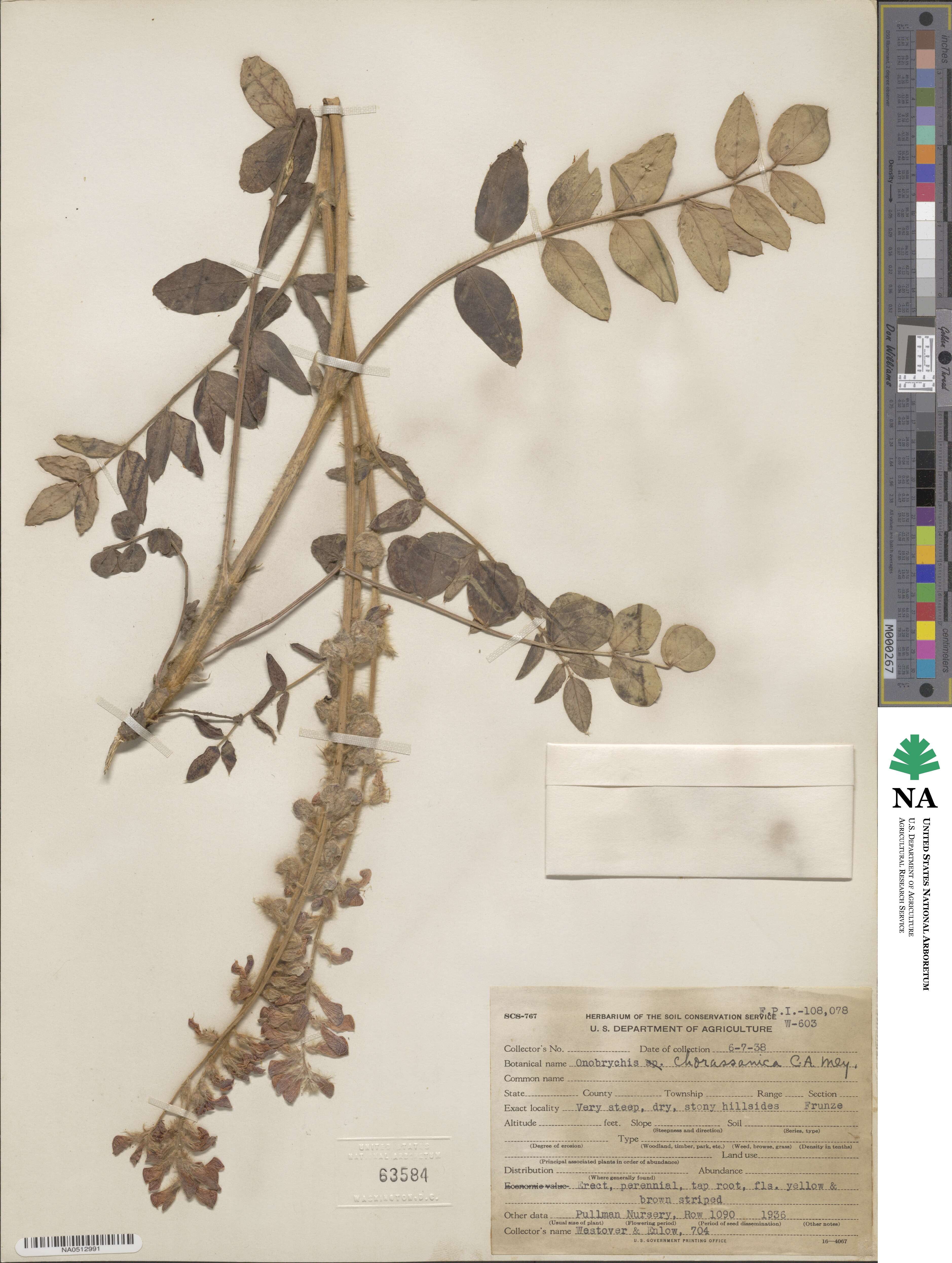 Onobrychis chorassanica image