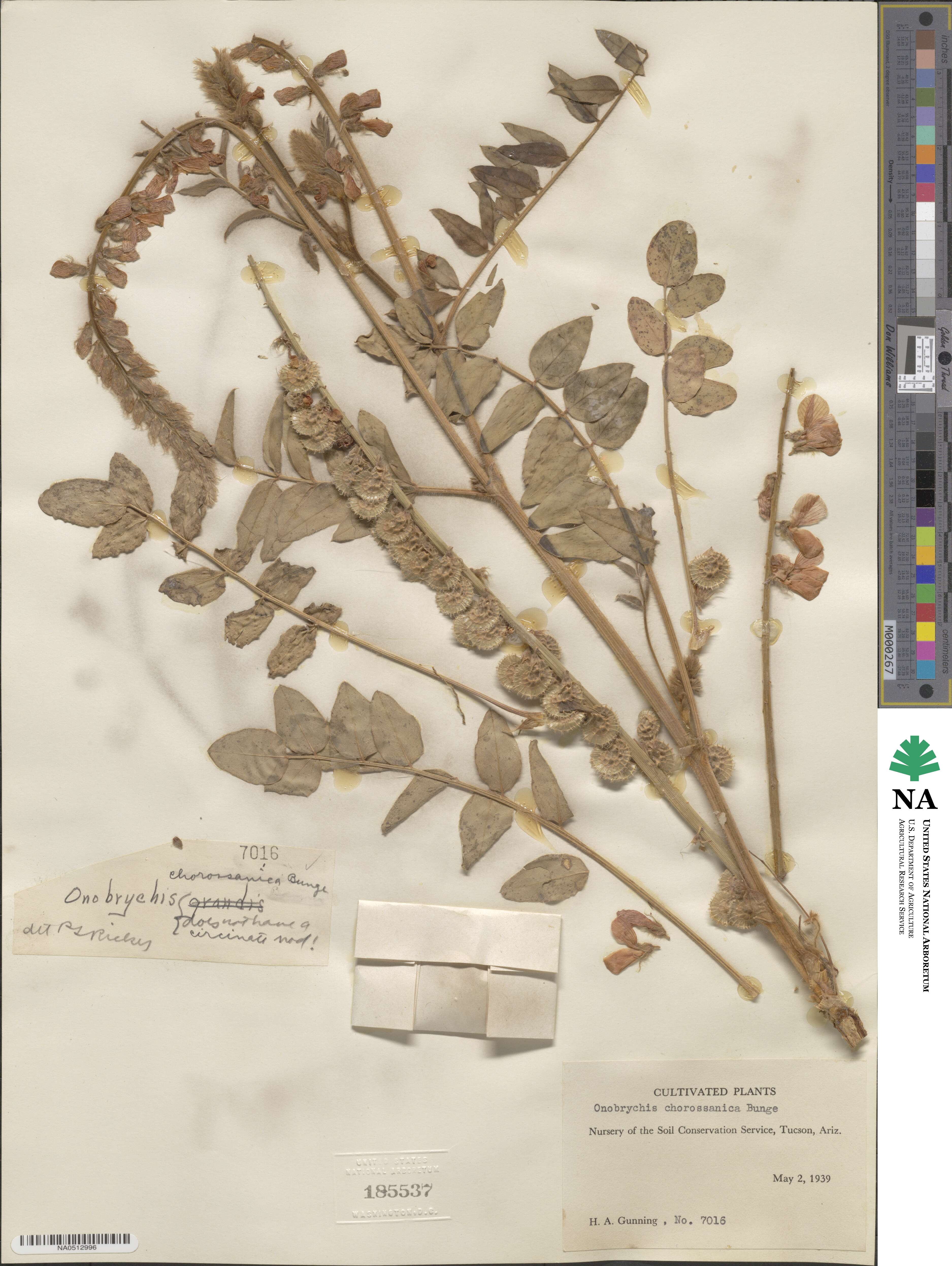 Onobrychis chorassanica image