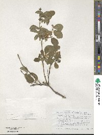 Lonicera xylosteum image