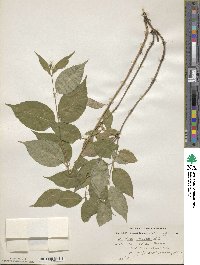 Diervilla lonicera image