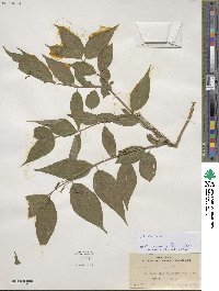 Diervilla lonicera image