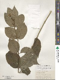 Diervilla lonicera image