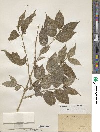 Diervilla lonicera image