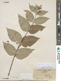 Diervilla lonicera image