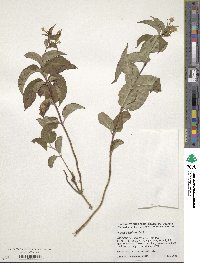 Diervilla lonicera image