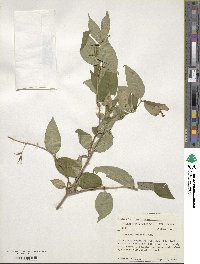 Diervilla lonicera image