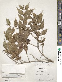 Diervilla lonicera image