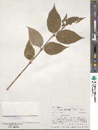 Diervilla lonicera image