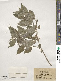 Diervilla lonicera image