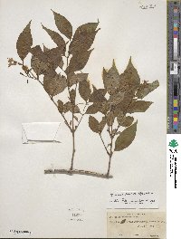 Diervilla lonicera image