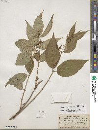 Diervilla lonicera image