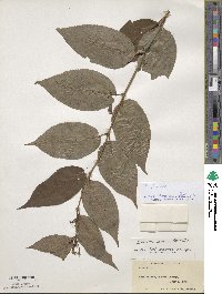 Diervilla lonicera image