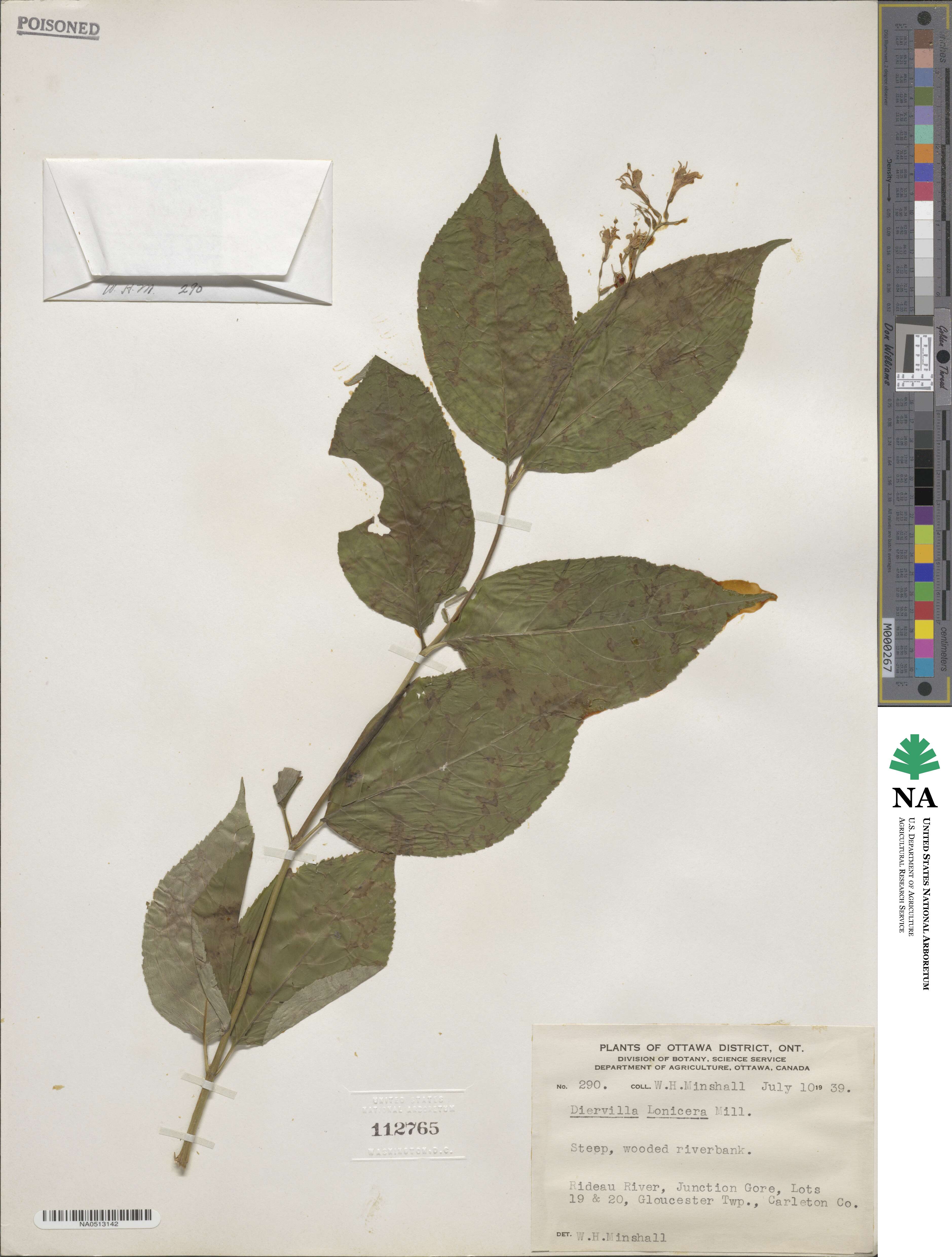 Diervilla lonicera image