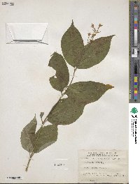 Diervilla lonicera image