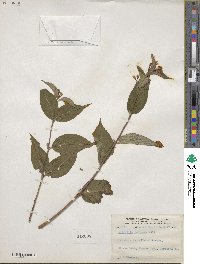 Diervilla lonicera image