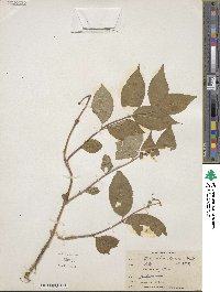 Diervilla lonicera image