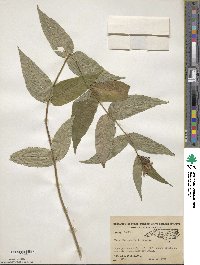 Diervilla sessilifolia image