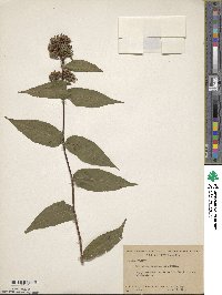 Diervilla sessilifolia image