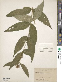 Diervilla sessilifolia image