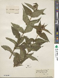 Diervilla sessilifolia image