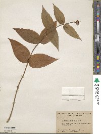 Diervilla sessilifolia image