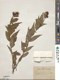 Diervilla sessilifolia image