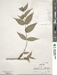 Diervilla sessilifolia image